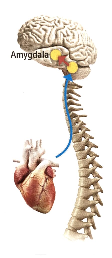 Die Amygdala überträgt die Informationen aus dem Herzen und bewertet sie nach „vertraut“ und „nicht vertraut“.